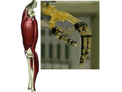 exoskeleton2.jpg (14728 bytes)