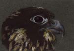 Сокол - птица свободы